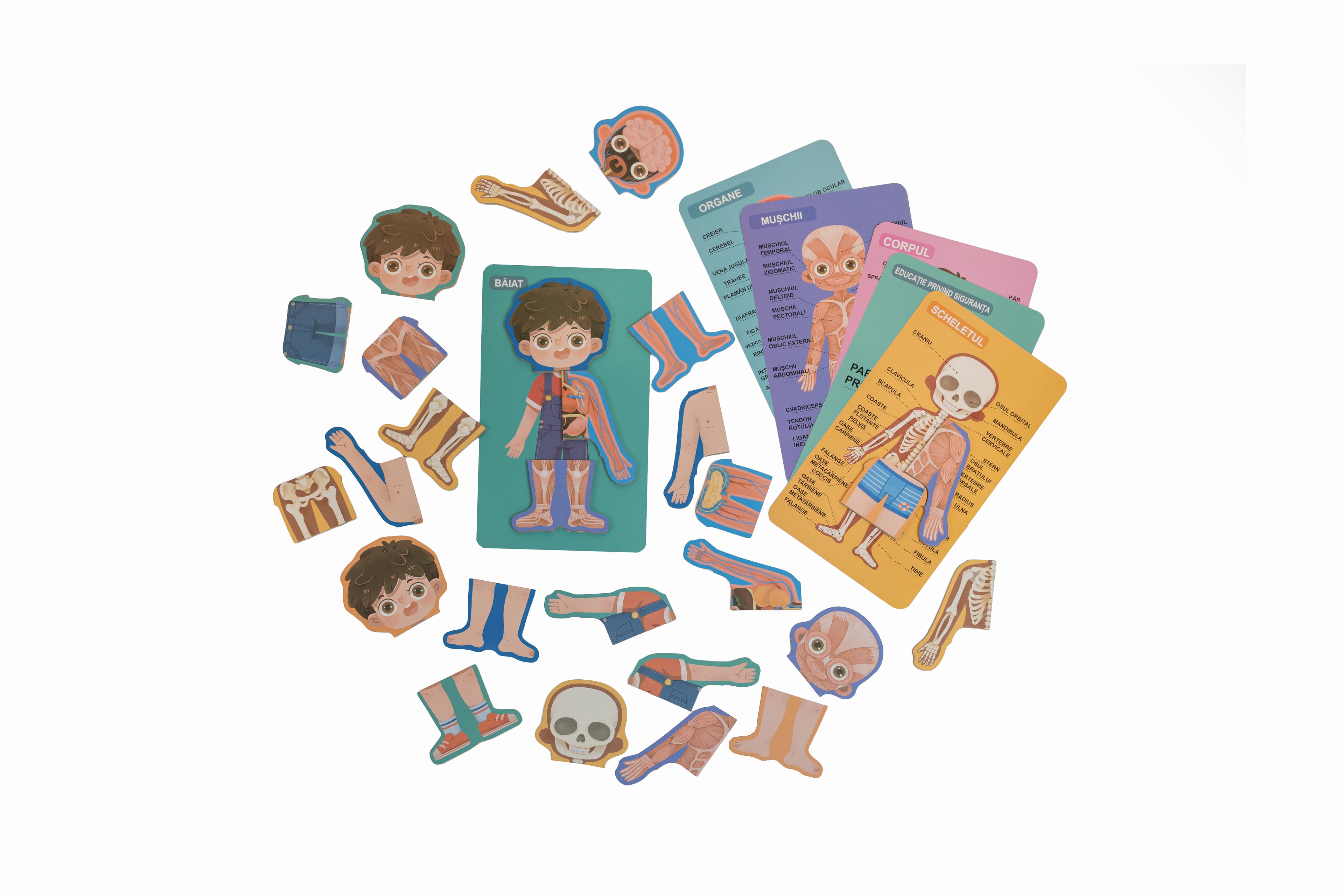 Puzzle anatomie corp uman – băiat, joc educativ pentru copii 6+